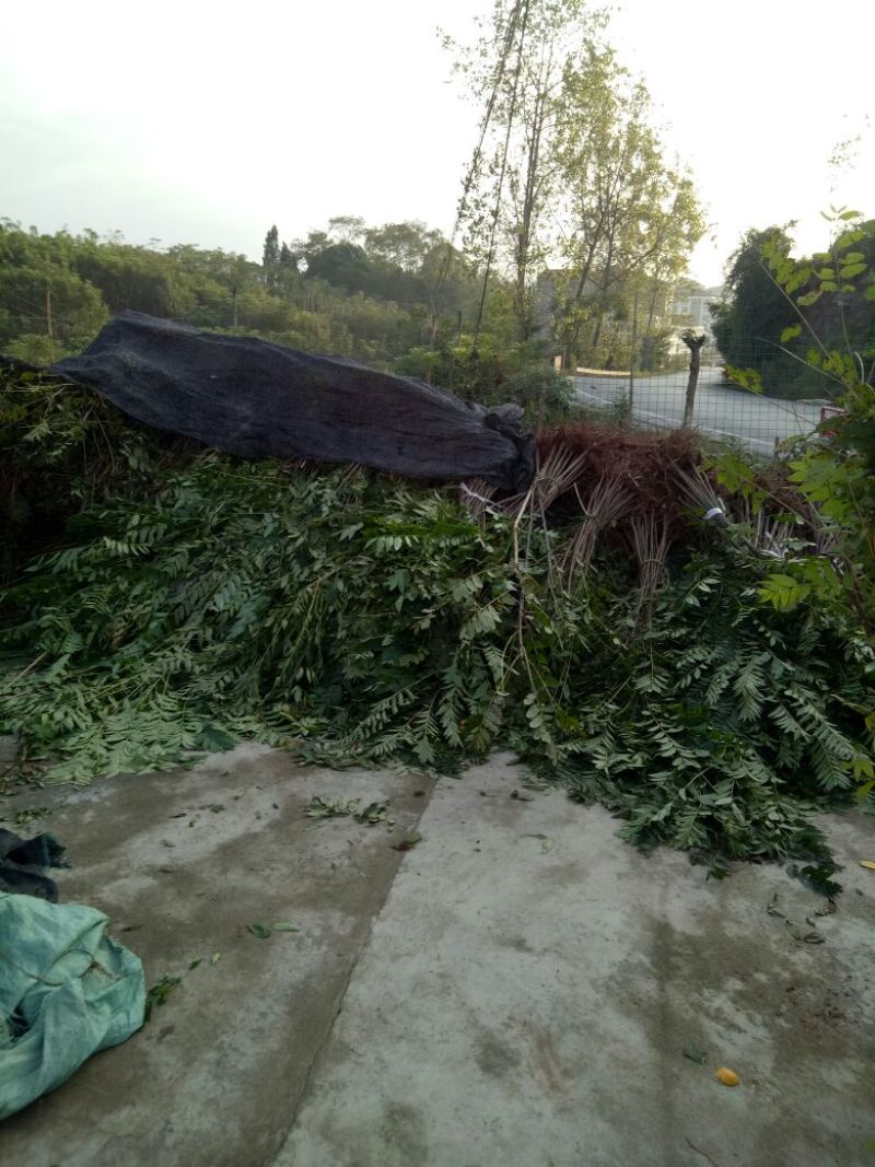 红油香椿树51~80cm