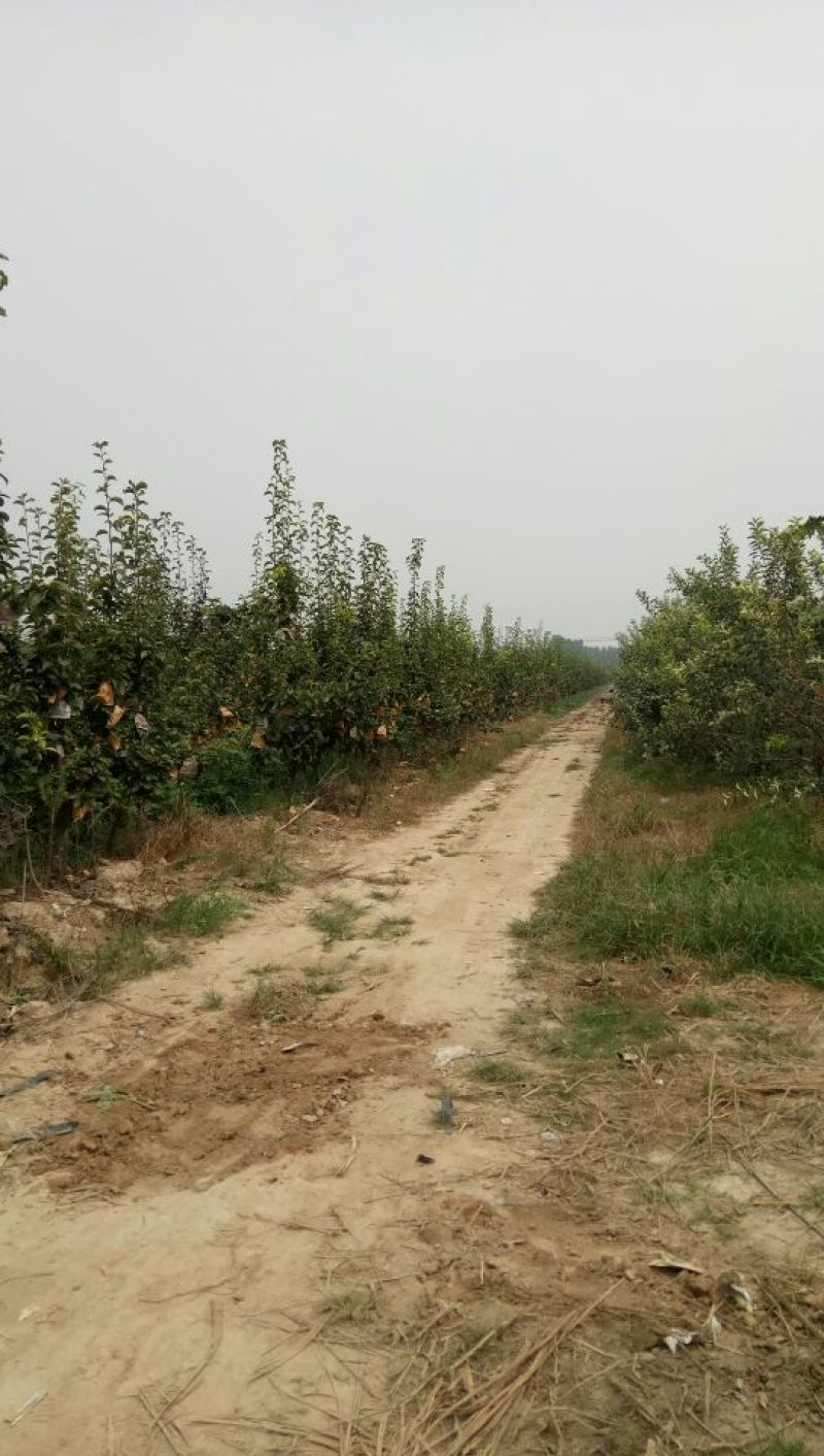 晚秋黄梨纸加膜