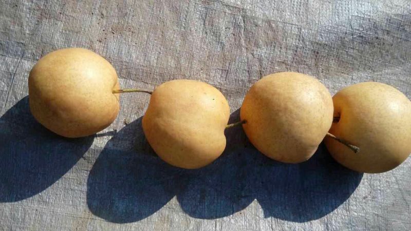 新高梨纸袋