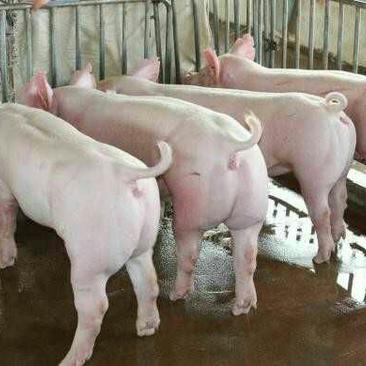 山东猪场苗猪仔猪价格母猪价格检疫齐全，免费送货。