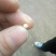 七叶一枝花，纯正云南滇重楼子90%以上出苗率