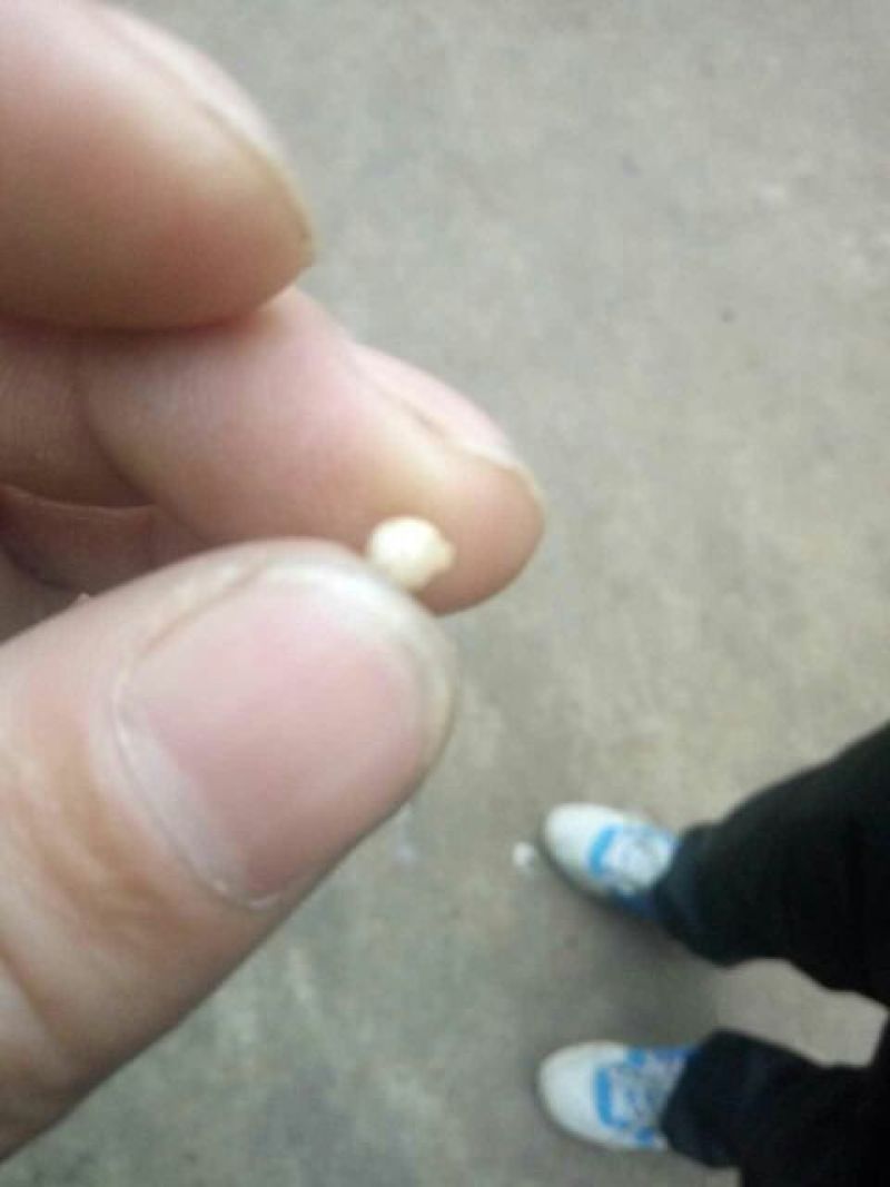 七叶一枝花，纯正云南滇重楼子90%以上出苗率