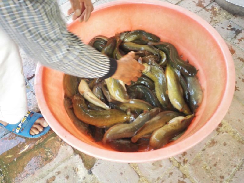 胡子鲶食用