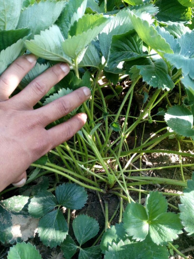 草莓苗10~20cm