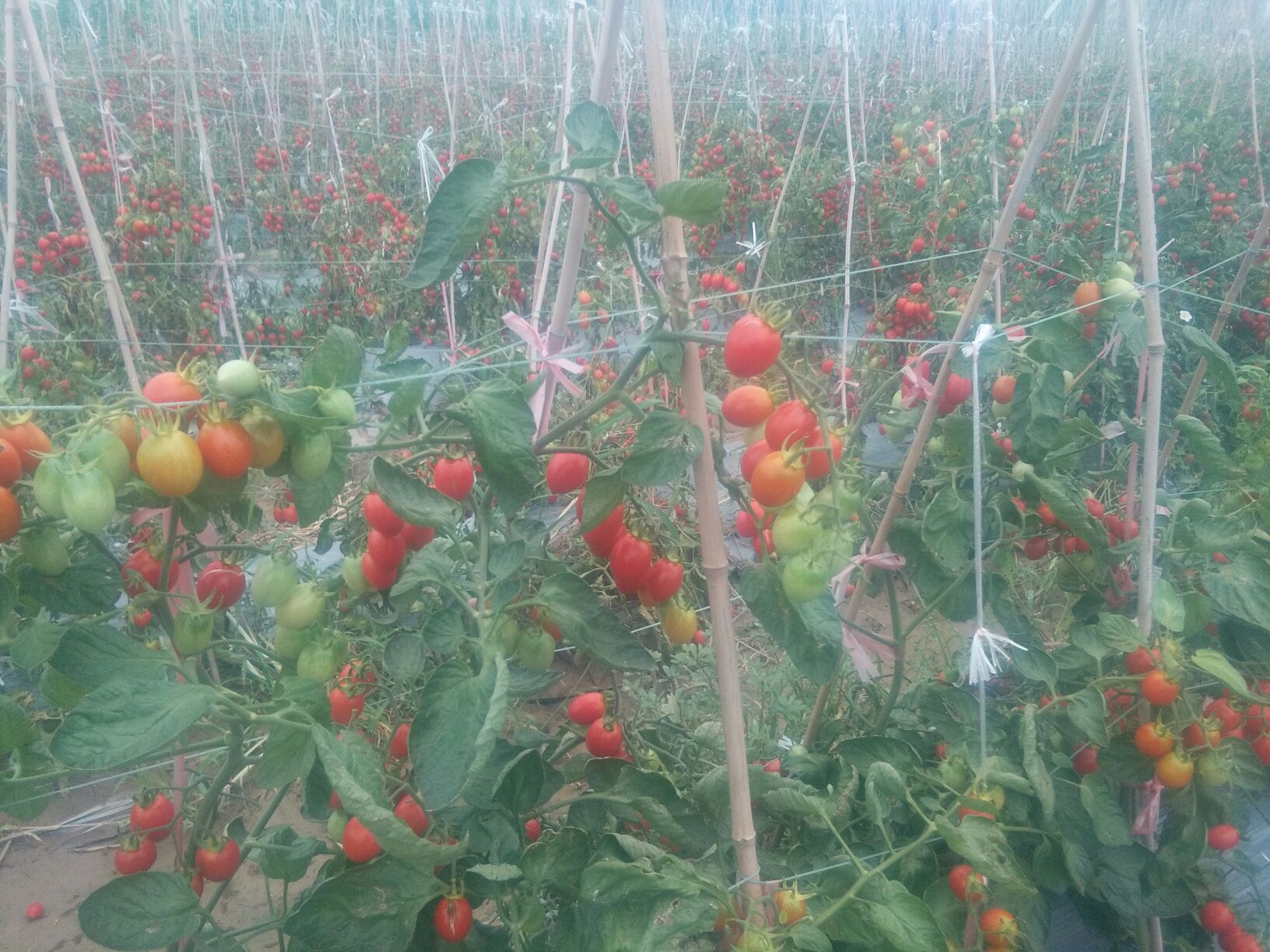 河南濮阳市濮阳县圣女果 30克以上批发_吴运红