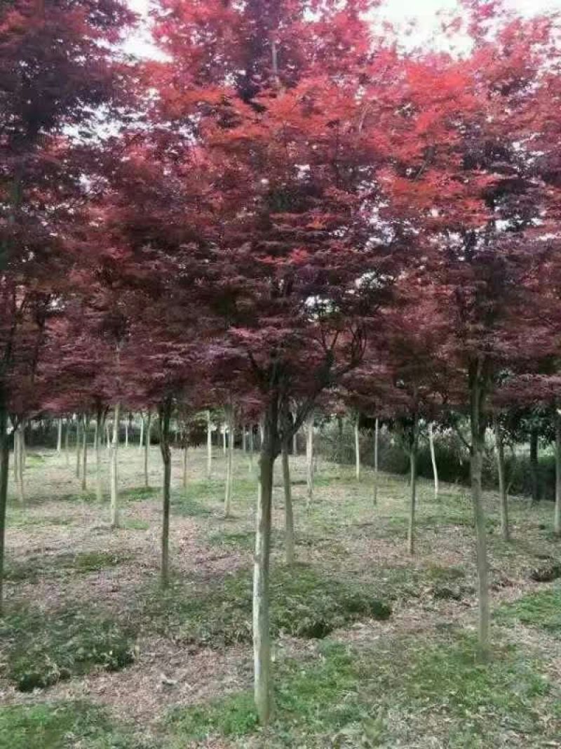 红枫古桩5~10cm
