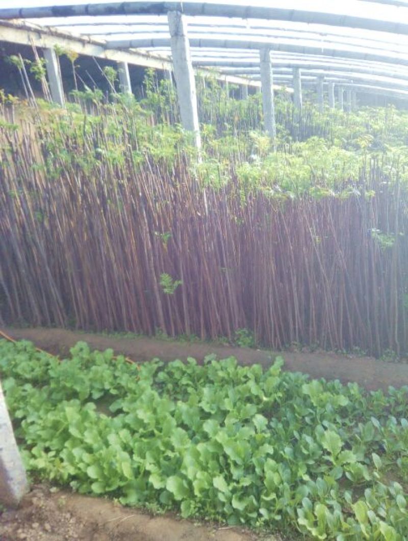 黑油椿