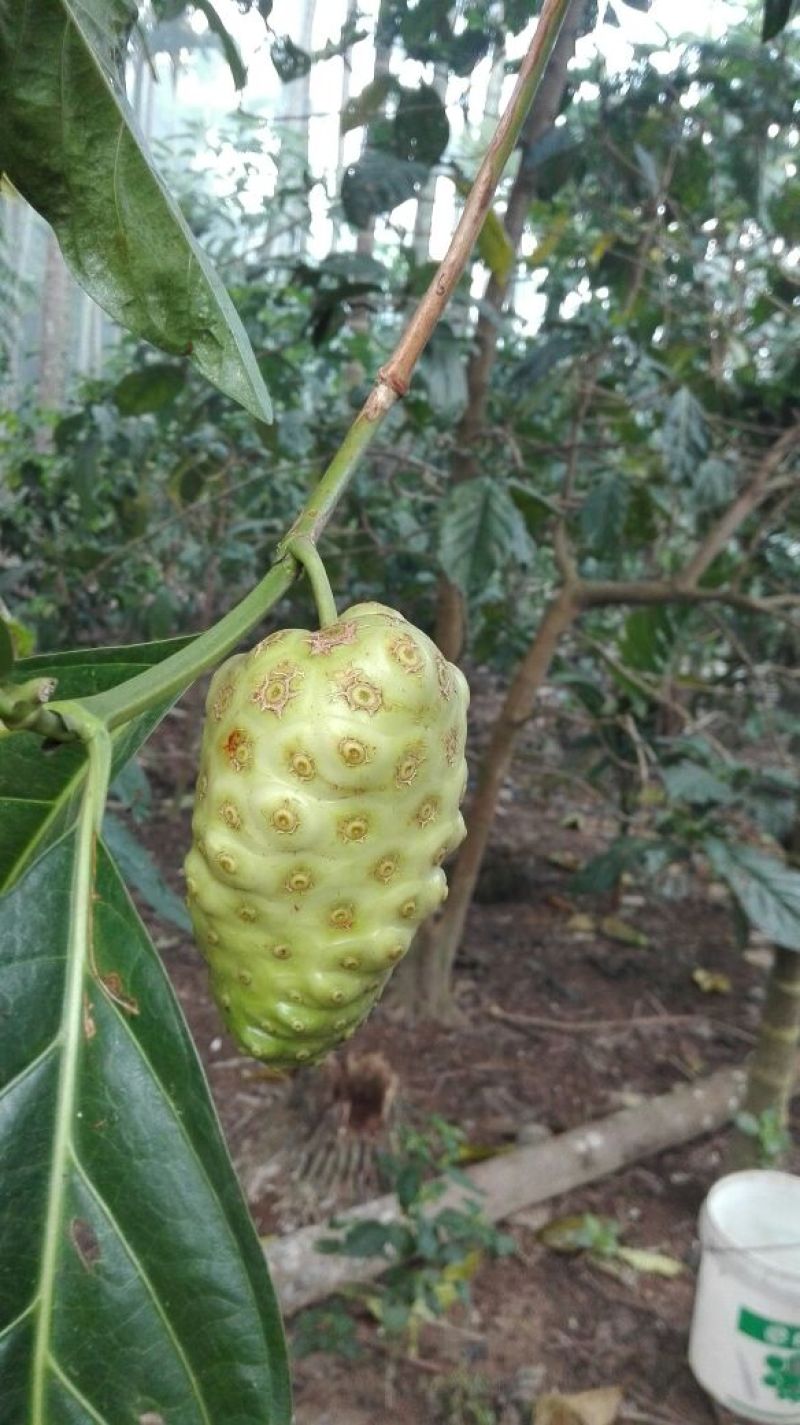 诺丽果