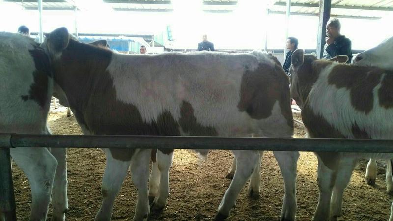 西门塔尔牛犊200~300kg