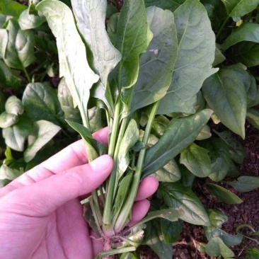 秋菠菜20~25厘米
