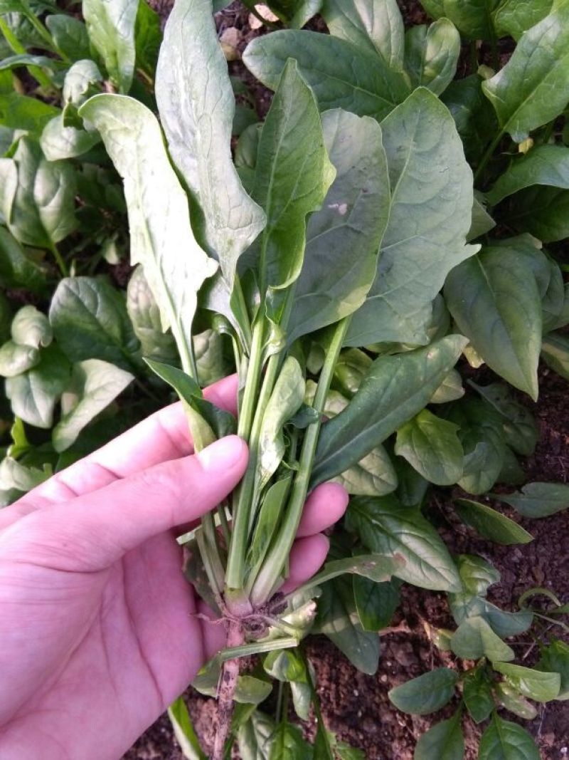 秋菠菜20~25厘米
