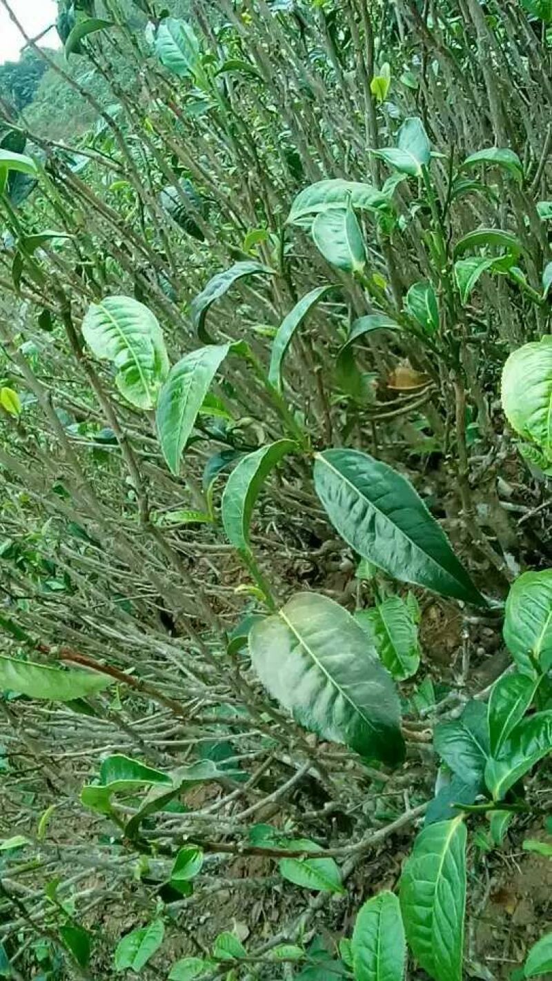 藤茶一级
