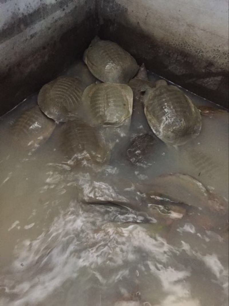 黄沙鳖