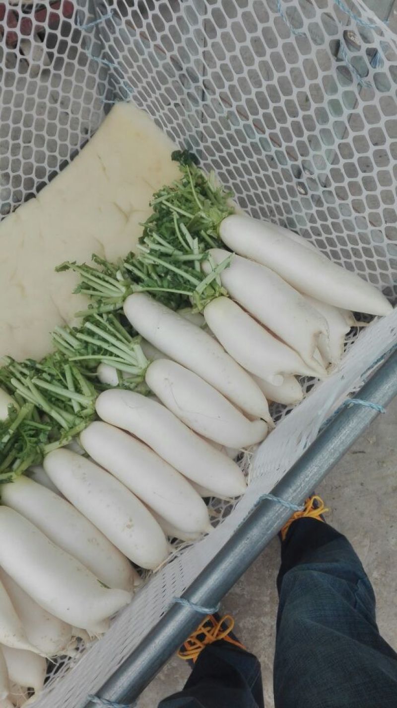 白萝卜1.5~2斤起
