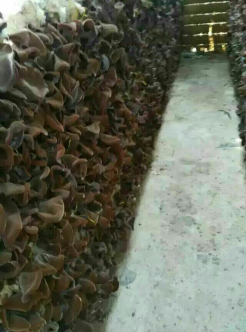毛木耳一级