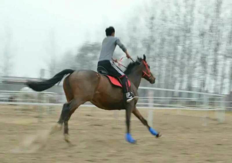 阿拉伯马400~500kg