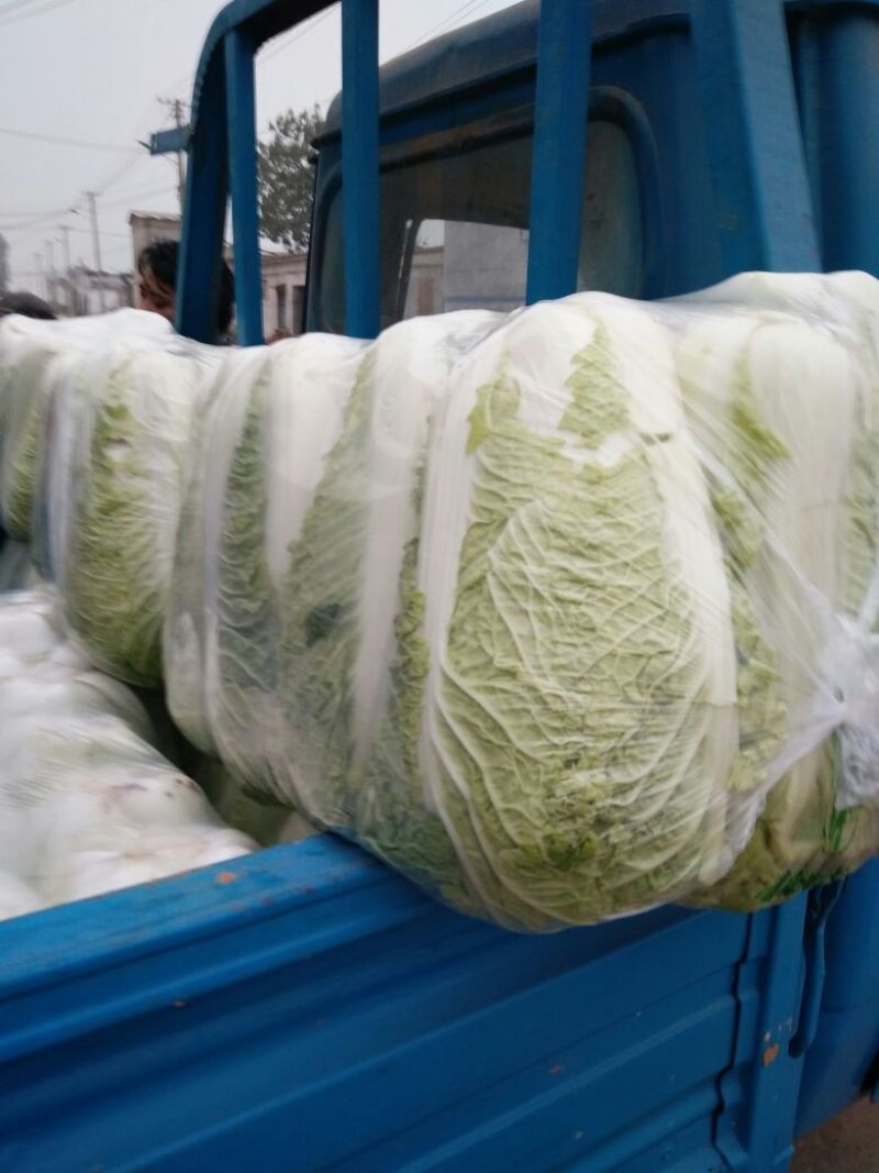 北京三号大白菜大量供应，价格低质量好