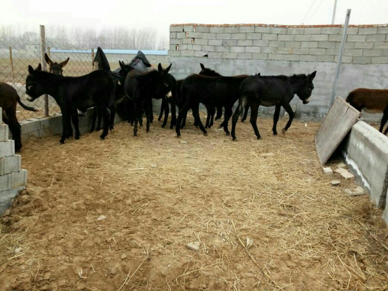 肉驴