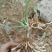 黄花菜种苗50cm以上花期长可达4个月