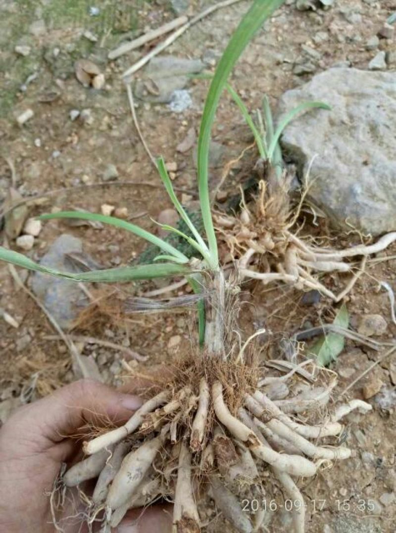 黄花菜种苗50cm以上花期长可达4个月