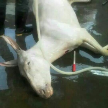 肉驴100~200斤