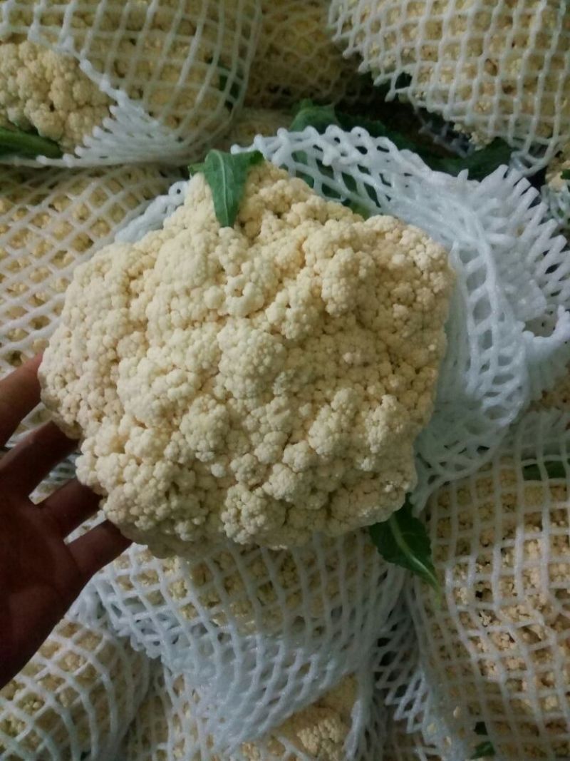 白花菜散装