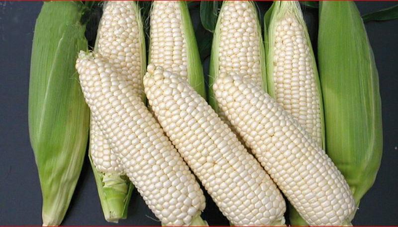 白玉米16~20%新上市现定现摘