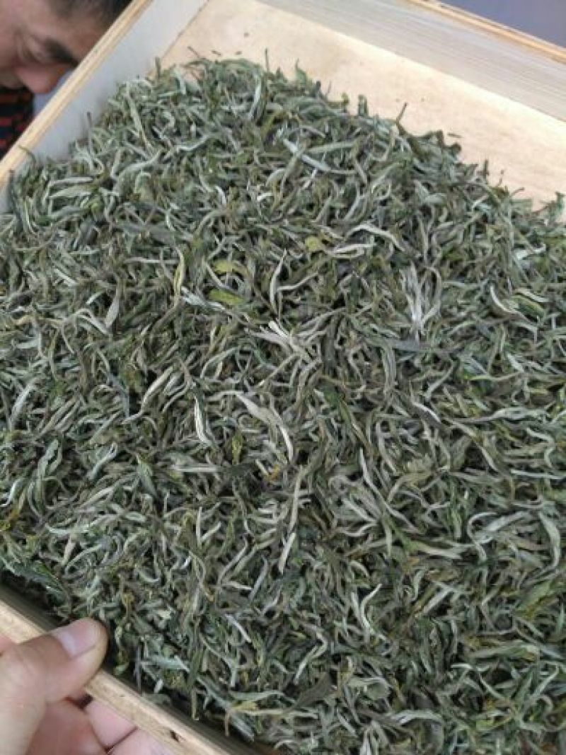 普洱绿茶