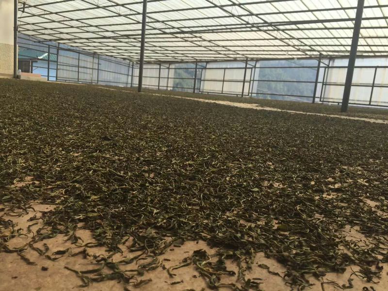 普洱茶