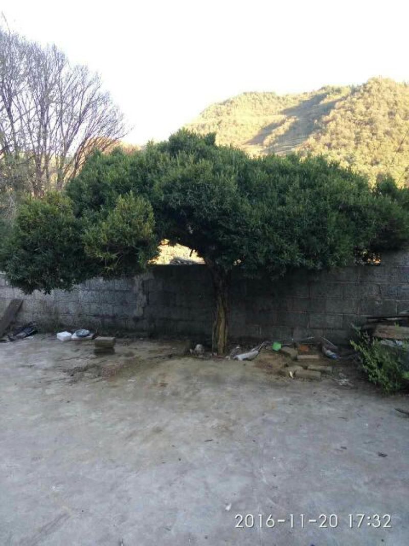 黄杨树桩15~20cm