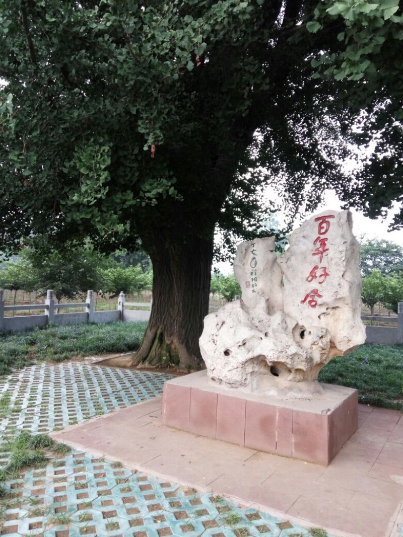 银杏实生树18公分好树形，大量供应，价格便宜。