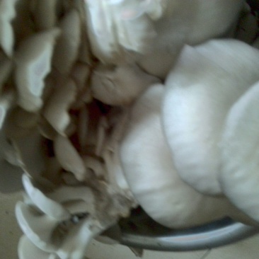 蘑菇一级4cm