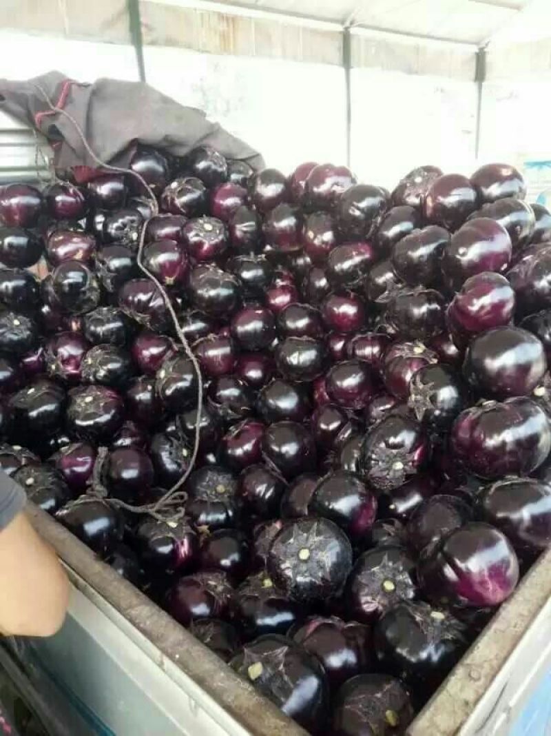 紫光圆茄5两以上大量上市紫光茄子黑亮大量上市