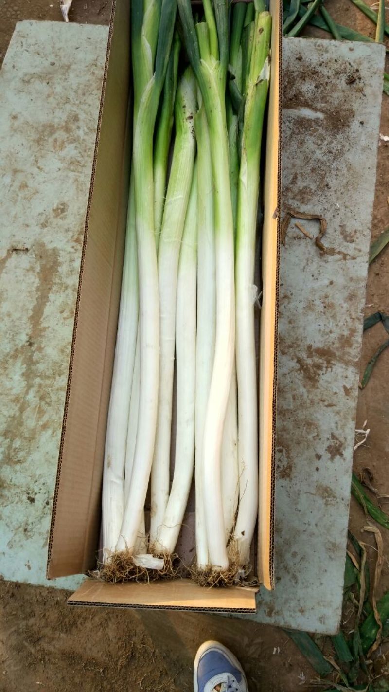 章丘大葱