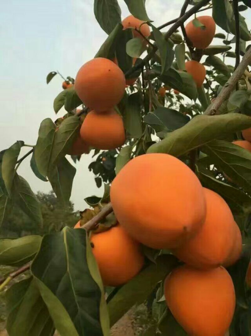 柿饼1~2两
