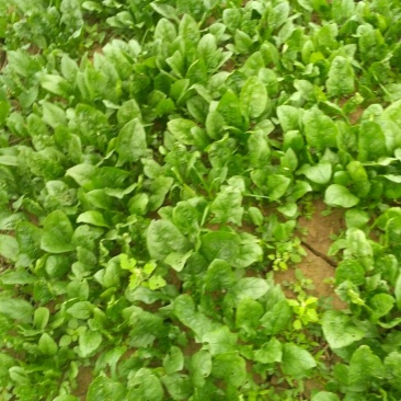 大叶菠菜15~20厘米