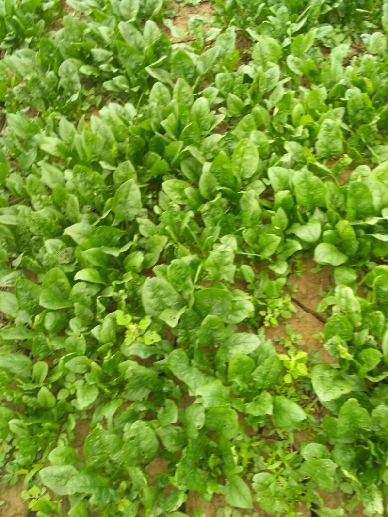 大叶菠菜15~20厘米