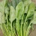 大叶菠菜35~40厘米