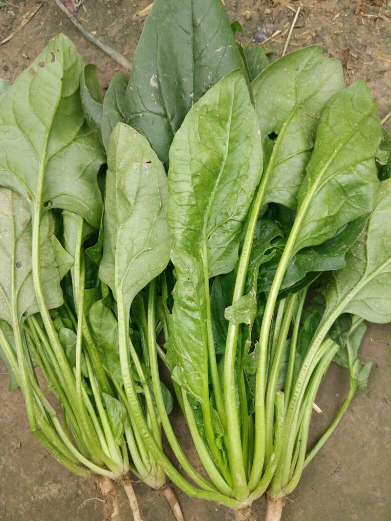大叶菠菜35~40厘米