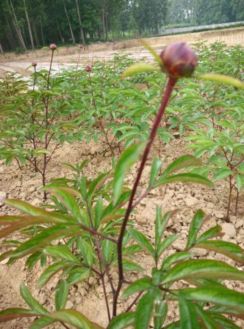 芍药2cm以下0.5米以下