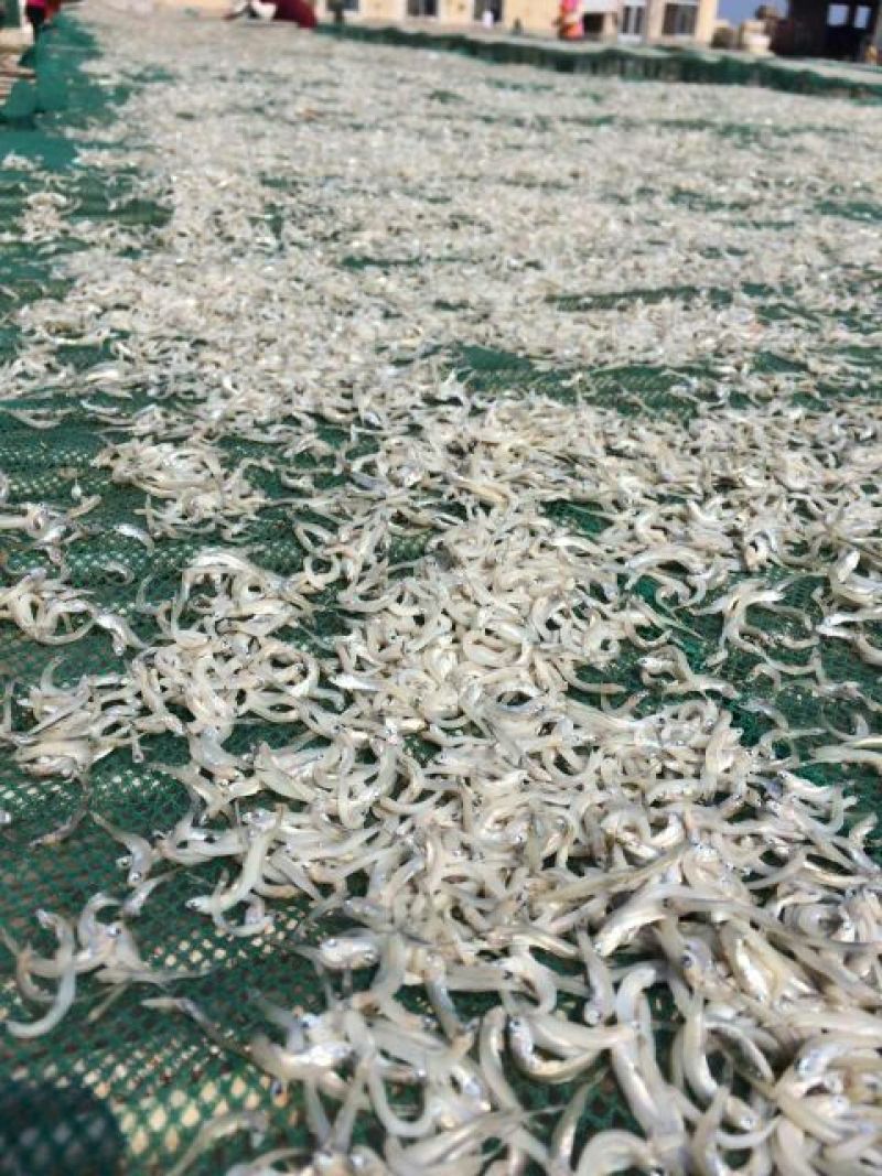 银鱼干