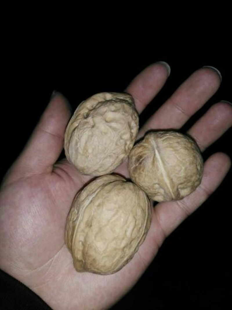 核桃