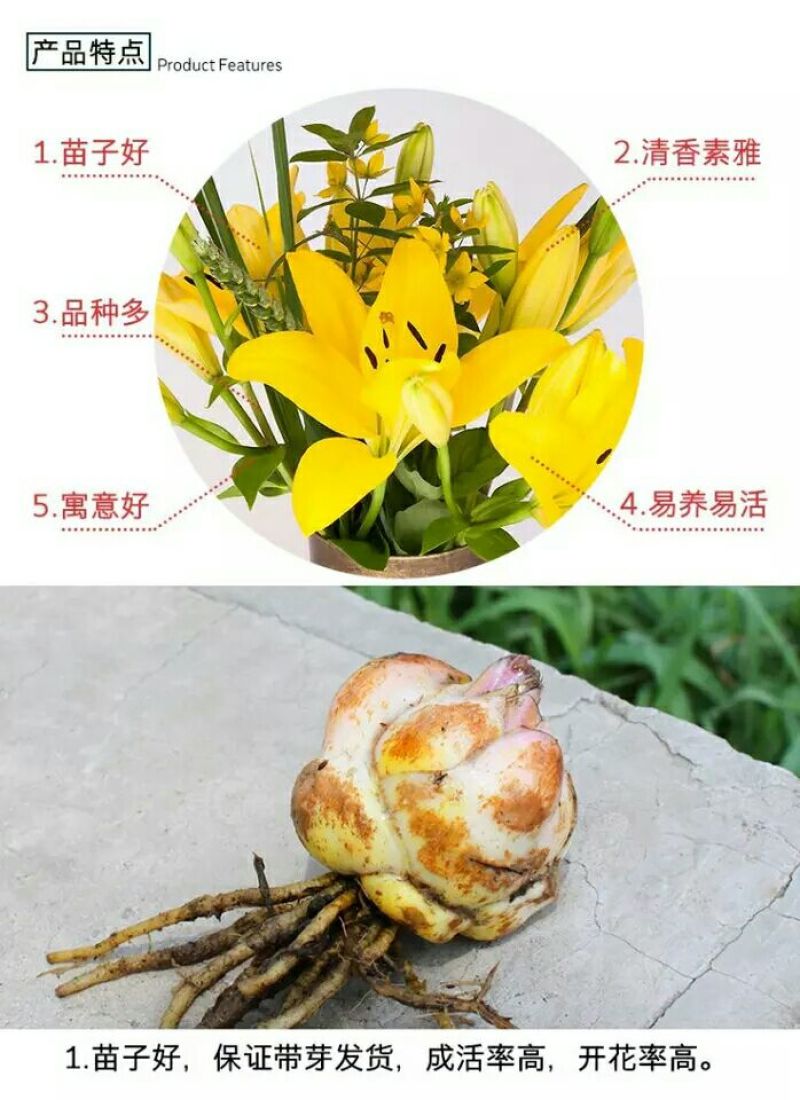 百合鲜切花单头