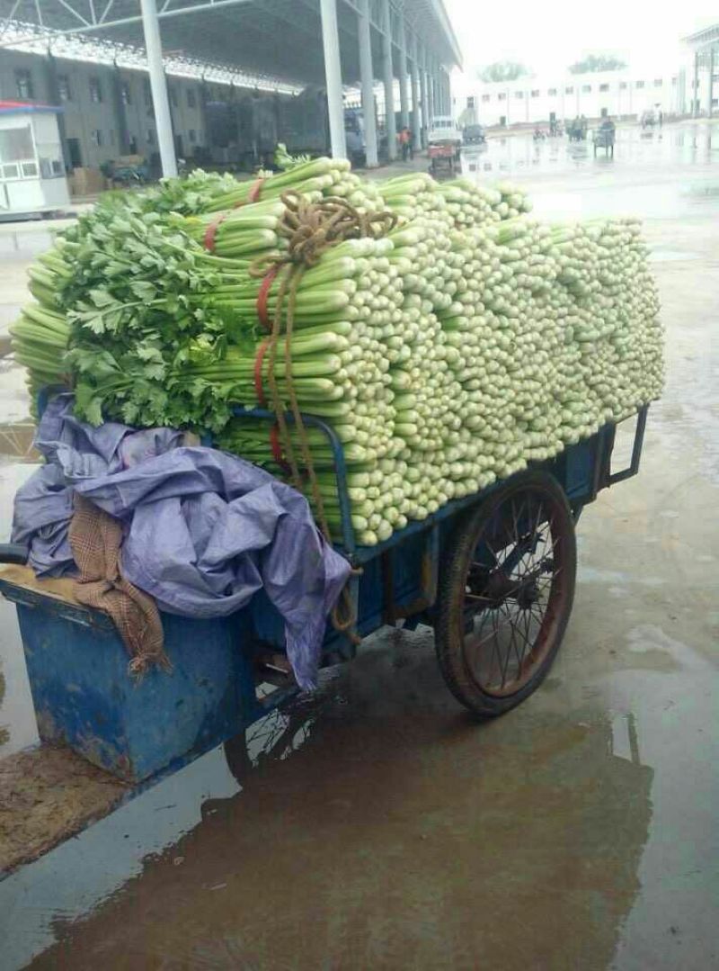 法国皇后芹菜精品芹菜货源充足稳定交通便利河北邯郸芹菜