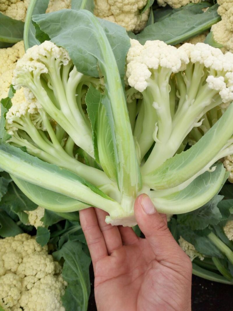 有机菜花2斤松散，适合发市场，加工厂，烘干厂