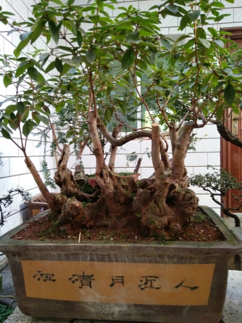 杜鹃树桩30~35cm