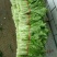 白菜苔30~40厘米