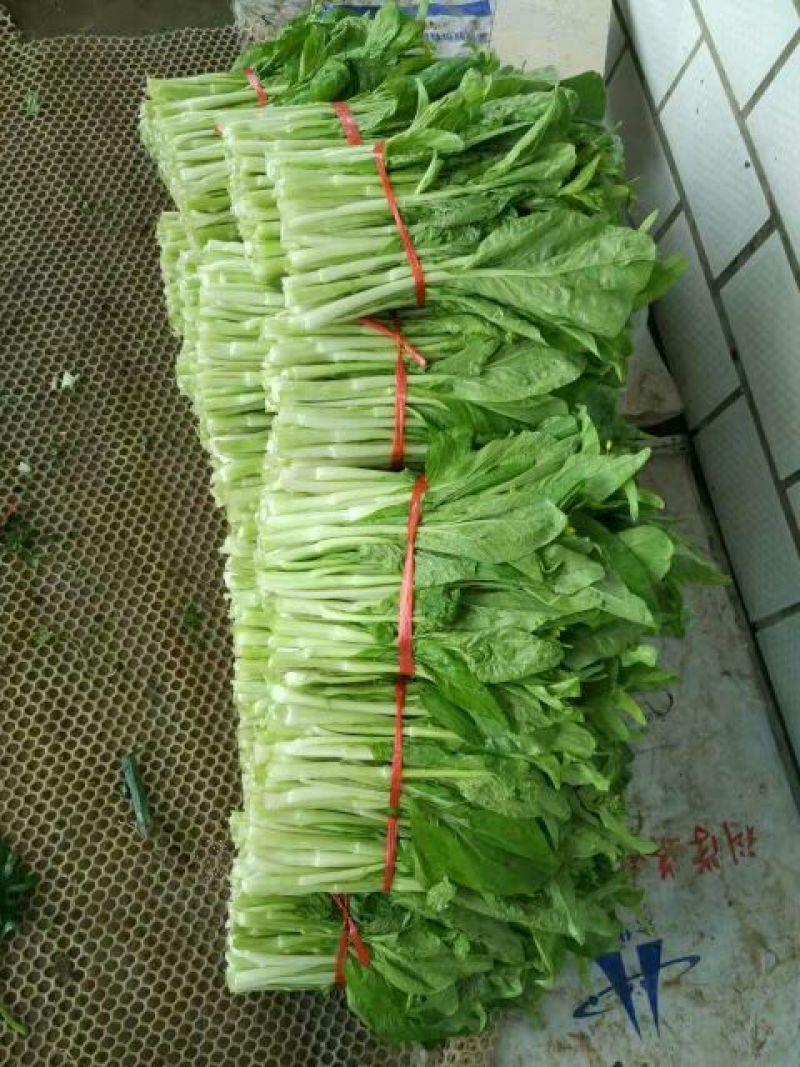 白菜苔30~40厘米