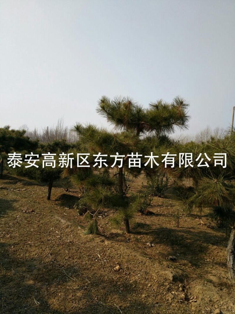 造型松14公分