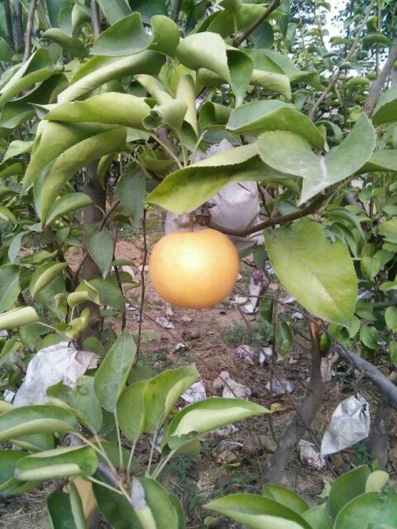新高梨纸袋